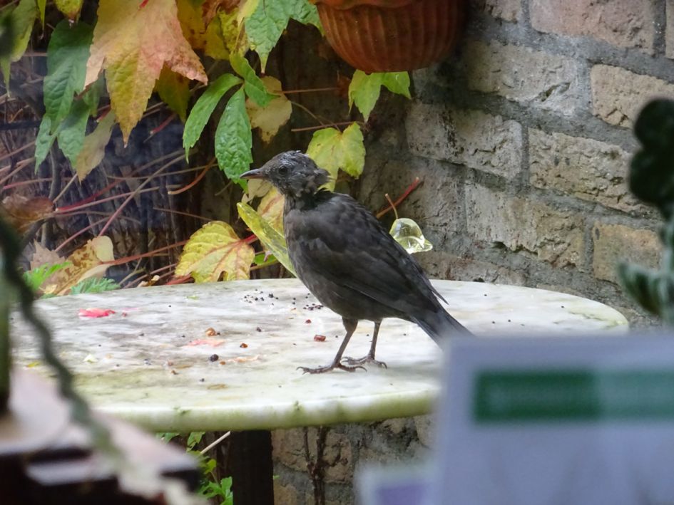 de merels zijn er weer, maar...